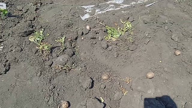 Влияние жары на растения смотреть онлайн