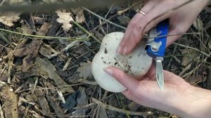 Грибное царство