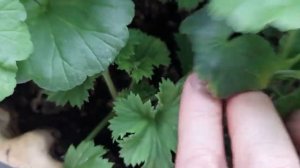 #черенкование #пеларгонии / Осеннее  черенкование  пеларгонии или весеннее?