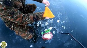 Оставил жерлицы на ночь без присмотра