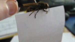 Гигантский  шершень