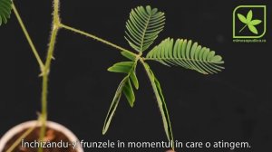 Mimosa pudica - Planta miscatoare