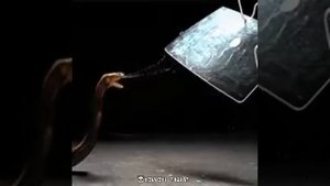 Hind ko‘brasi Индийский кобра Indian cobra