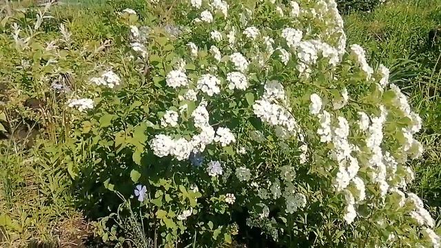 Спирея #сад с Любовью# смотреть онлайн