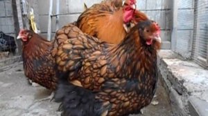 золотистый орпингтон