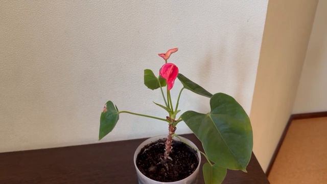 У меня зацвёл антуриум. смотреть онлайн