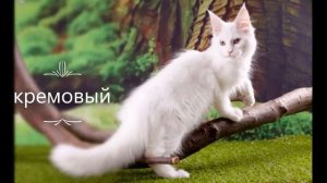 окрасы мейкунов Средний