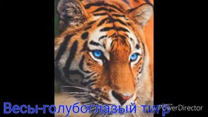 Какой ты тигр по знаку Зодиака/Знаки Зодиака/Тигры/