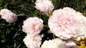 Пион ВИВИД РОУЗ / Paeonia VIVID ROSE - ОБЗОР, ОПИСАНИЕ, ЦВЕТЕНИЕ, ОТЗЫВ