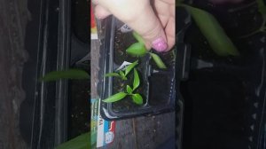 Перец "Белозёрка ". Сравнение рассады полученной из разных пакетиков .