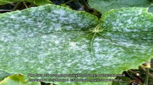 Самые распространенные болезни персика