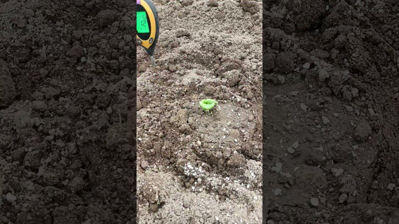 Высадил  в парник пророщенную семечку от тыквы весом 783кг. Огород.
