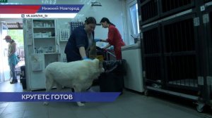 Некогда самый толстый пёс России по кличке Кругетс теперь в поиске новых хозяев