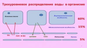 Часть 1 Вода основа жизни