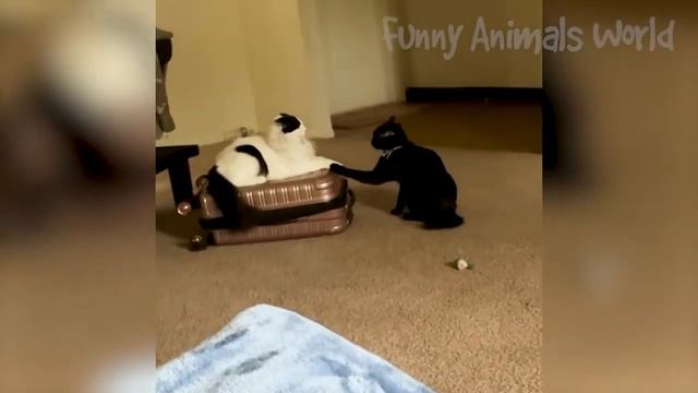 📹  Самые новые смешные животные 2023😂 Смешные коты и собаки - Animal Club