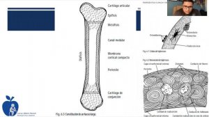 Sistema Osteomuscular (SOMA)