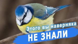 Такого про птиц вы наверняка не знали!