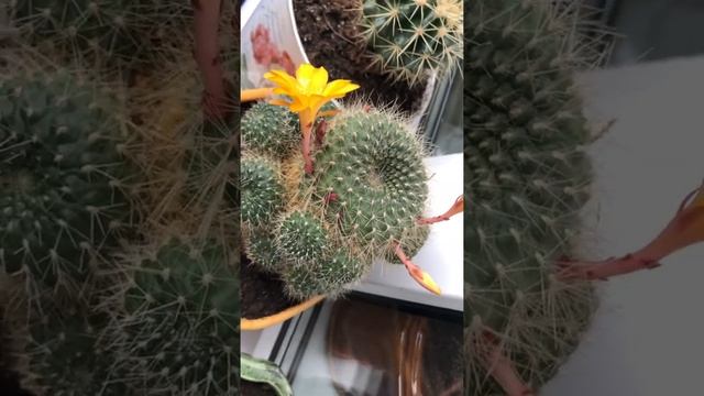 Кактус Rebutia (ребуция). смотреть онлайн