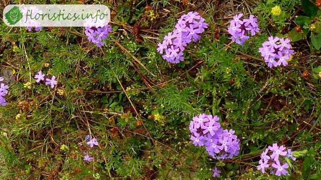 Цветок вербена – выращивание из семян, уход и посадка вербены смотреть онлайн