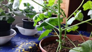 Как выращивать плющелистную пеларгонию