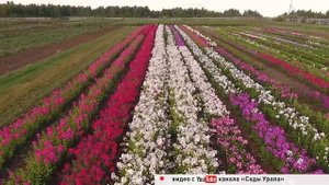 Голова садовая - Обзор интернет-магазина "Сады Урала"