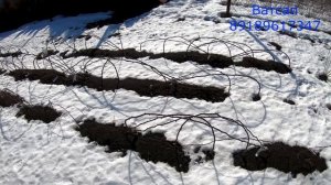 Штамбовые розы укрытие на зиму саженцы