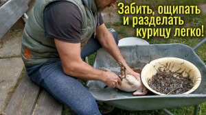 Время забоя кур. Как зарубить, ощипать и разделать курицу