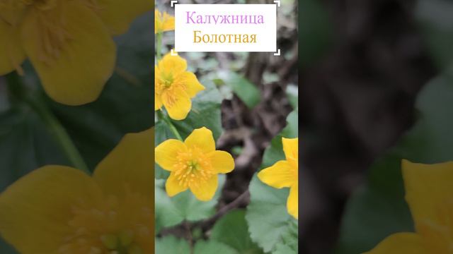 Калужница болотная. 💐