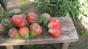 Сорт томата Тлакулола Розовый // Секреты хороших урожаев.