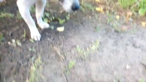 Щенок породы спаниель 1 месяц и Джек Рассел терьер 1 год подружились