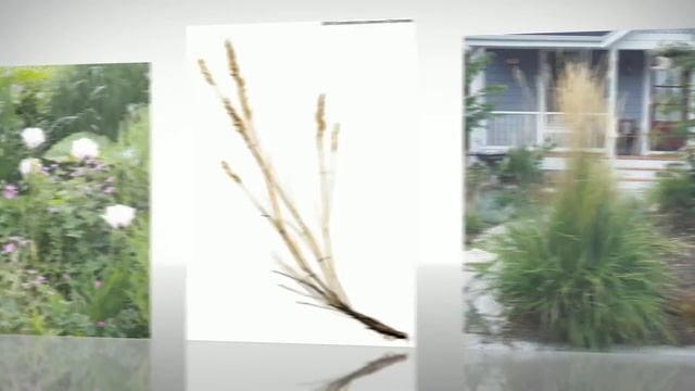 Вейник тростниковый (Calamagrostis arundinacea) смотреть онлайн