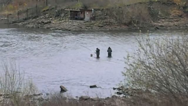 Ловля судака под ГЭС, секут рыбу. смотреть онлайн