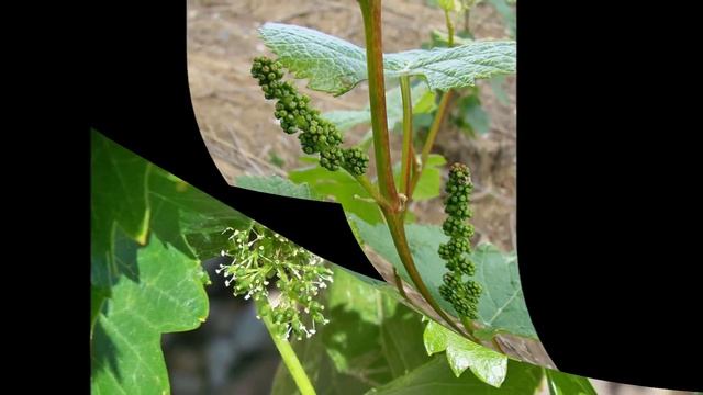 Vitis vinifera (with translation text) смотреть онлайн