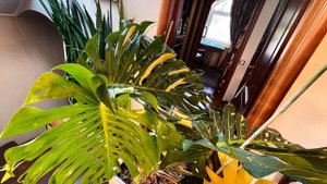 Продажа. Монстера Тайское Созвездие. Длина листа 63 см. Для кафе, офиса, зимнего сада. #монстера