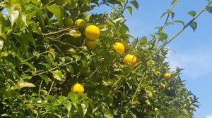 #57. Массаж после перелома лодыжки; Удивительные растения #ZivileZ #лазурныйберег