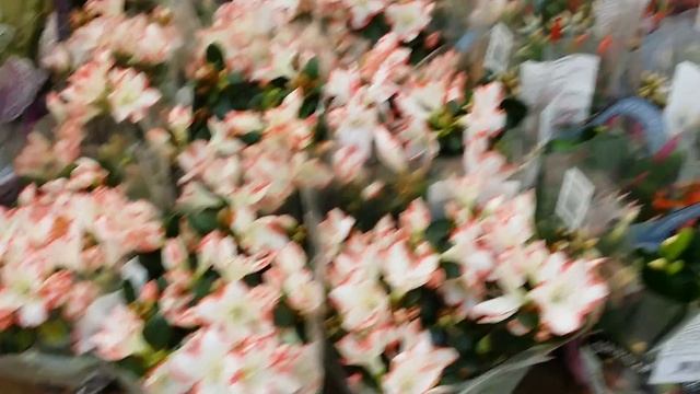 Обзор цветущих ОРХИДЕЙ..магазин Ашан..04.03.2020. смотреть онлайн