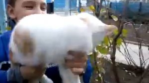 кот автомат