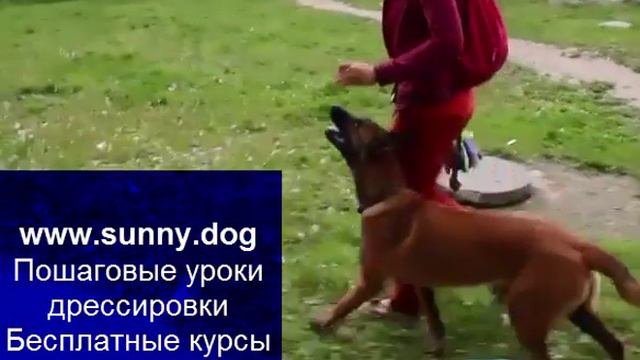 дрессировка собаки в городе смотреть онлайн