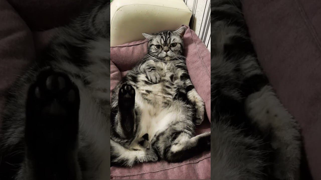 КОТИК РУББИ!!! НА канале дзен!
