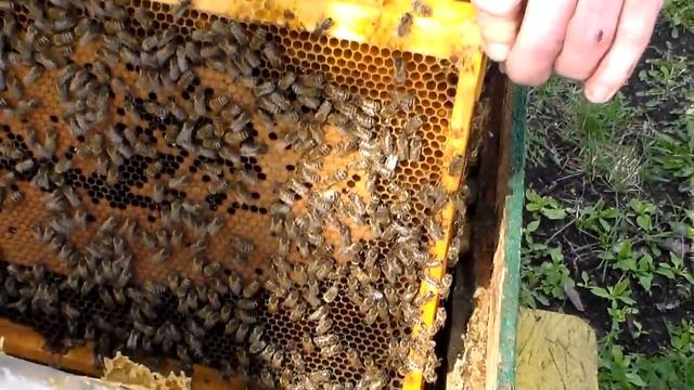 "Маховский тройзек"- "темная лошадка" на пасеке... смотреть онлайн