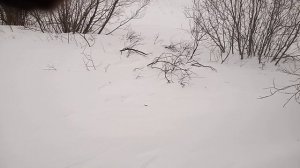 Вездеход Литл на спущенной резине.