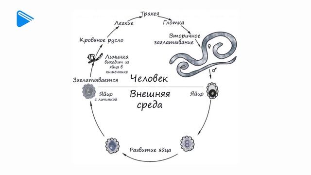 7 класс - Биология - Тип круглые черви. Класс нематоды смотреть онлайн