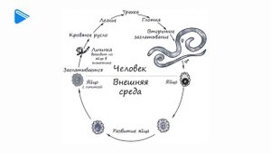 7 класс - Биология - Тип круглые черви. Класс нематоды