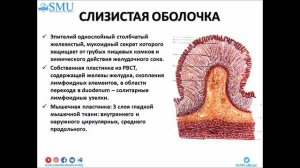 Гистология пищевода и желудка