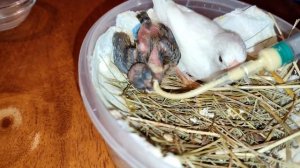 Проблема с суставом у птенца - как лечить шпагат / вертолет