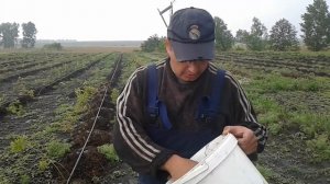 Подкормка голубики карбамидом
