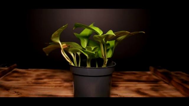 ?? Neon czy Lemon? Epipremnum vs Philodendron смотреть онлайн