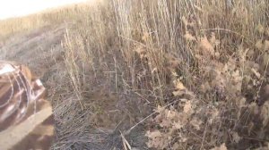 ОХОТА НА ЗАЙЦА ЛИСУ ШАКАЛА/ОХОТА 2021/ОХОТА С ГОНЧИМИ/Будни хорошего охотника