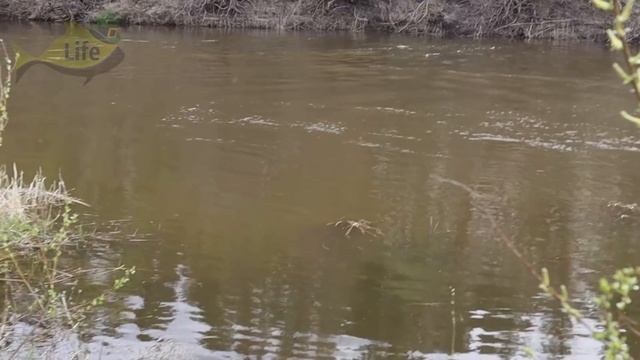 Лучший видео урок по ловле щуки в июне! Новые секреты ловли щуки в июне! смотреть онлайн