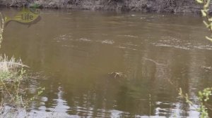 Лучший видео урок по ловле щуки в июне! Новые секреты ловли щуки в июне!